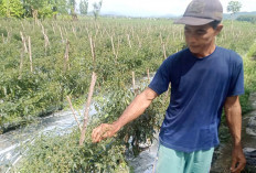 Petani Cabai Mengeluh Tanaman Diserang Penyakit Daun Keriting