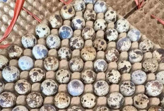 Telur Puyuh Laris Manis Diburu Warga Lubuk Linggau