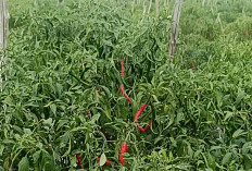 Hasil Panen Cabai Petani di Musi Rawas Berlimpah, Harga Jual Malah Turun Drastis 