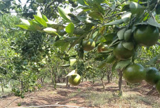 Kebun Jeruk di Kecamatan STL Ulu Terawas Berpotensi Untuk Dikembangkan   