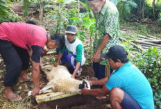 Jangan Sembelih Dulu! 4 Kesalahan Fatal Ini Bisa Bikin Ibadah Kurban Anda Gagal Total