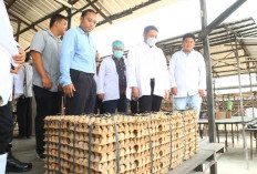 Wow, Banyuasin Hasilkan 400 Ton Telur Ayam Per Bulan