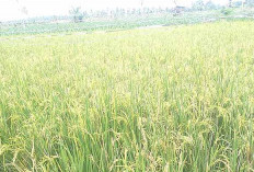 LP2B Sesuai Perda RTRW dan Diatur Berjarak 100 Meter Kiri Kanan