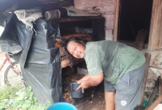 Manfaatkan Limbah Janggel Jagung, Warga Musi Rawas Kembangkan Budidaya Jamur