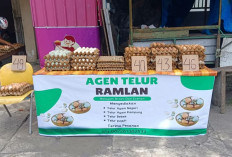 Agen Telur Ramlan Penyedia Telur Berkualitas di Lubuk Linggau 