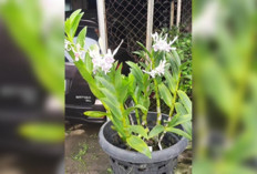 Pesona Dendrobium Rabbit Pink, Anggrek Cantik Berwarna Pink yang Jadi Primadona di Musi Rawas 