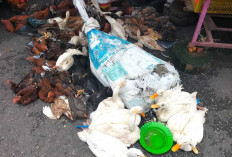 Permintaan Ayam dan Bebek Hidup di Pasar Inpres Meningkat Jelang Lebaran