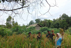 Lahan Pertanian Padi Gogo di Kecamatan Muara Lakitan Ada di 8 Desa