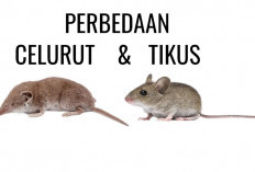 Sering Dianggap Sama, Ini 5 Perbedaan Tikus dan Celurut