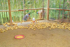 Program Ketahanan Pangan Desa: BUMDes Muara Beliti Baru Musi Rawas Ternak Bebek Pedaging