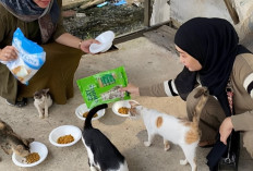 Sering di Anggap Sepele, Ternyata Memberi Makan Kucing Liar Dapat Membuka Pintu Rezeki 