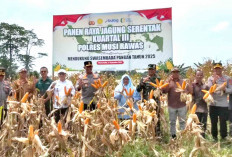 Forkopimda Musi Rawas Gelar Panen Raya Jagung Serentak