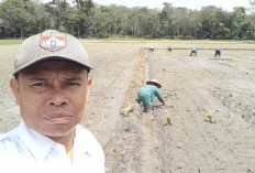 PPL Desa Sumber Rejo,  Ajak Para Petani Melakukan Tanam Serentak