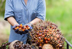 Harga TBS Periode I Februari 2026 Naik