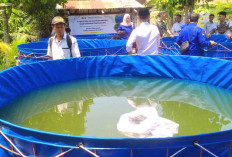 Bantuan Sarana dan Prasarana Budidaya Ikan di Musi Rawas Dikurangi, Ini Penyebabnya