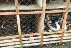 Pedagang Bebek Memprediksi Harga Akan Naik Jelang Lebaran 