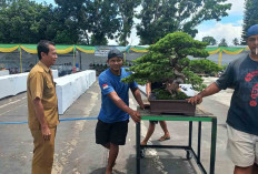 600 Pot Bonsai Hiasi Event Panmas Bonsai Linggau Juara 2025, Ada Kategori Terbaru
