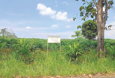 10 Hektare Lahan di Lubuk Linggau untuk Didirikan Sekolah Rakyat, Lokasinya di Wilayah Selatan