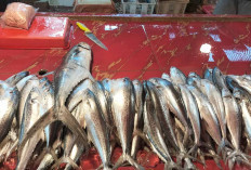 Penjualan Ikan Tenggiri Meningkat Saat H-1 Idul Adha 
