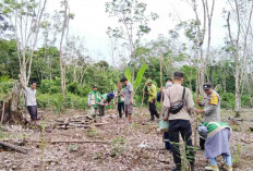 Petani di Musi Rawas Manfaatkan Lahan Sawit untuk Budidaya Tanaman Jagung