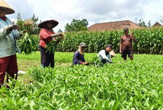 Tanam Kangkung di Persawahan, Warga Musi Rawas Raup Cuan Jutaan Rupiah