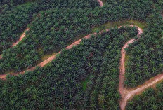 Di Musi Rawas Belum Ada HGU Habis Masa Berlaku, Narasumber Ungkap Fakta Mengejutkan