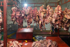 Harga Daging Sapi di Pasar Inpres Kembali Normal