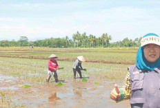 Petani di Air Satan Musi Rawas Diajak Percepat Tanam Padi, ini Alasannya