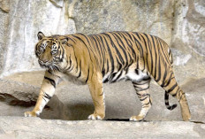 Sudah Terbukti, Begini Cara Benar Menghindari Terkaman Harimau
