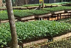 Harga Cabai Tinggi, Sentral Pembibitan di Musi Rawas Ramai Pembeli