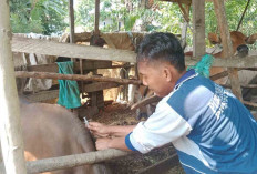 Tahun ini Musi Rawas Ajukan 15.000 Dosis Vaksin PMK 