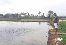 Benih Ikan Gurame di Musi Rawas Alami Kelangkaan, Ini Penyebabnya