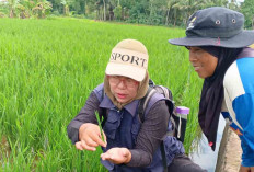Musim Penghujan, PPL Ajak Petani Musi Rawas Kendalikan Hama dengan Prinsip 6 Tepat