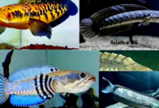 Ikan Sultan Air Tawar Inilah 5 Ikan Channa Termahal yang Bisa Dipelihara Oleh Kolektor