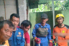 Petugas DPKPPB Lubuk Linggau Amankan Ular Sanca di Kandang Angsa Warga