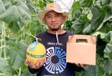 Libur Lebaran Masih Panjang, Nikmati Petik Buah Melon Premium di GH Mentari Farm Musi Rawas