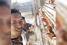 Pangsa Pasar Luas, Miswanto Warga Tugumulyo Optimis Ternak Ayam Petelur