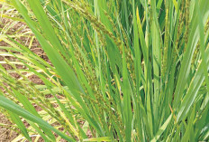 Sinergitas Petani dan PPL Desa Air Lesing Musi Rawas Amankan Produksi Padi dari Gangguan OPT 