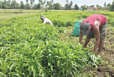 Petani Musi Rawas Manfaatkan Lahan Kosong dengan Kangkung Cabut