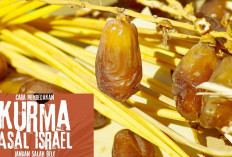 Hati-Hati Tertipu, Ini 6 Ciri-Ciri Kurma Israel yang Dijual di Pasaran Jelang Ramadan 2024