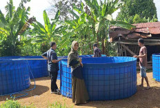 Turut Atasi Masalah Stunting, Ajak Warga Budidaya Ikan Lele