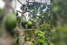 Alpukat Kendil Asli Musi Rawas Kian Diminati, Buah Besar dan Pulen