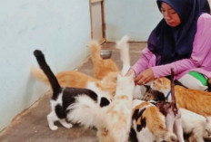 10 Hal Yang Harus Disiapkan Sebelum Mengadopsi Kucing 