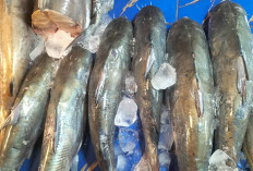 Ikan Baung Segar Jadi Pilihan Menu Pengganti Daging Kurban