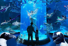 Wisata Edukasi Bawah Laut di Tengah Hiruk Pikuk Ibu Kota Jakarta