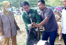 Catat 2.300 Lebih Hewan Kurban Disembelih, Distan Lubuk Linggau Perketat Pengawasan