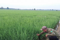PPL Ingatkan Petani di Musi Rawas Lakukan Monitoring Hama dan Penyakit di Tanaman Padi 