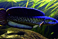 Inilah 7 Jenis Ikan Channa Termahal, Bahkan ada Harganya yang Mencapai Puluhan Juta