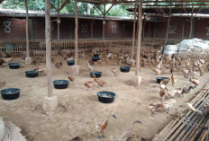 Berkah Ramadhan Permintaan Telur Bebek Meningkat   