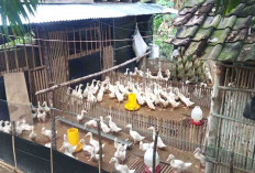 Masa Panen Cepat, Ternak Bebek Peking Kian Diminati di Musi Rawas 